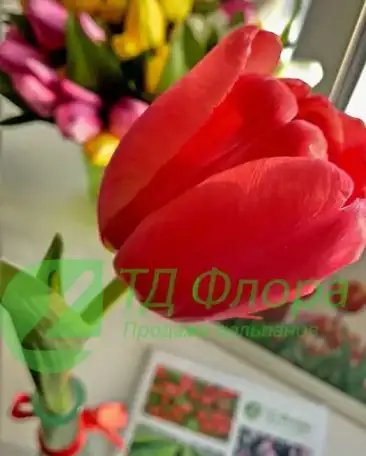 Тюльпаны оптом от 25 рублей к 8 марта со склада в центре Новосибирска!, фотография 8