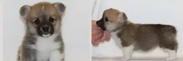 Щенки вельш корги пемброка, фотография 3