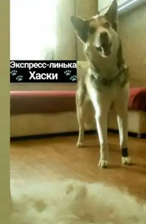 Груминг кошек и собак: уход, стрижка, гигиена, фотография 9