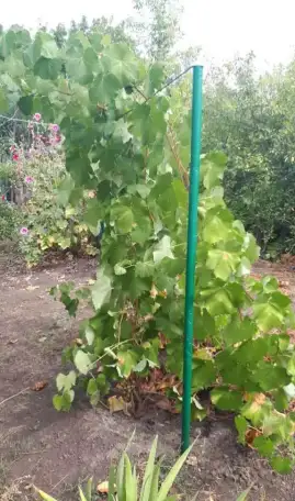 Продам дачу, Красноглинский район, п.Козелки, участок 659. 7,00 м2, фотография 7