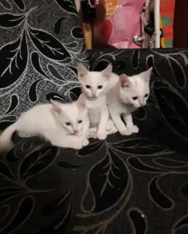 Отдам бесплатно котят, фотография 1