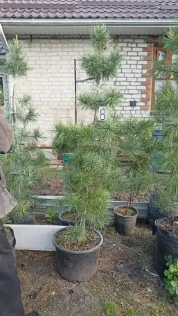 Продам кедры сибирские и корейские можжевельник обыкновенный, фотография 1