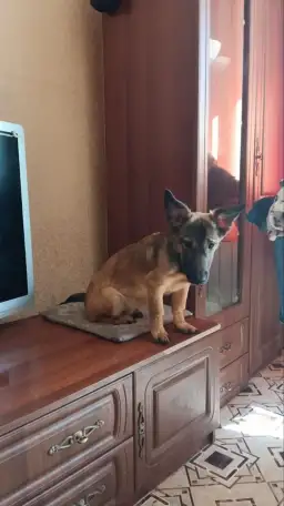 Отдам щенков в заботливые руки, фотография 1