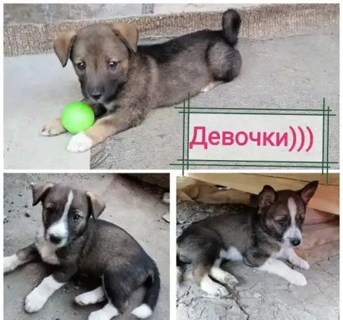 Бесплатно щенки, фотография 1