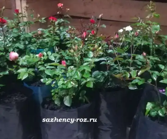 Саженцы роз ОПТОМ, фотография 3