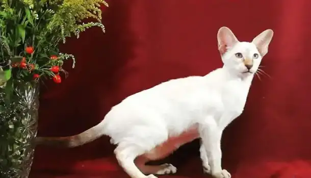 Котята ориентальной и сиамской породы, фотография 4