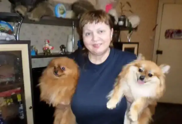 Померанцы шпицы. Вязка инструктор любых пород!, фотография 6