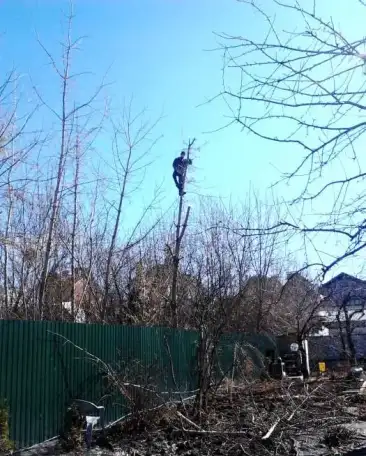 Расчистка дач, Спил деревьев, фотография 7