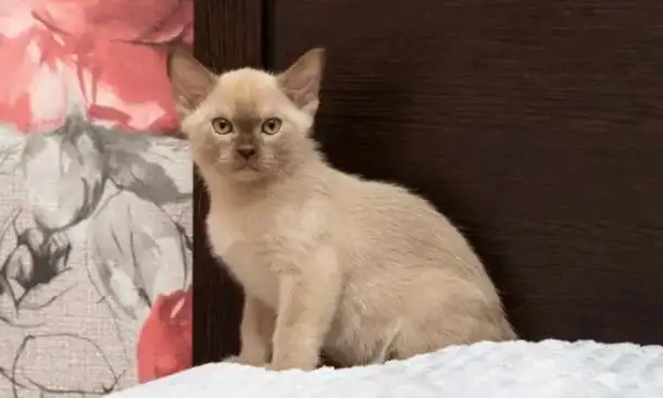 Бурманские котята, фотография 1