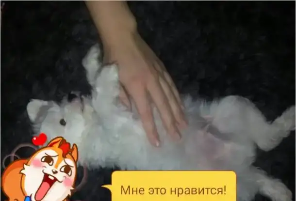 щеночки китайской голой собачки, фотография 8