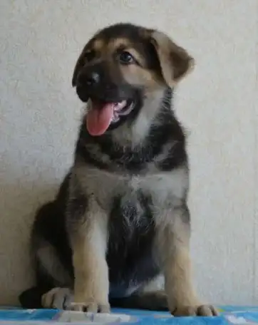 Крупные щенки ВЕО, фотография 3