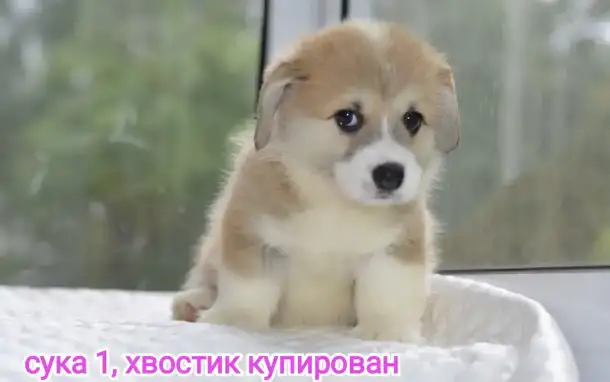 Продаются щенки вельш корги пемброк, фотография 3