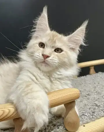 Котята Мейн Кун, фотография 10