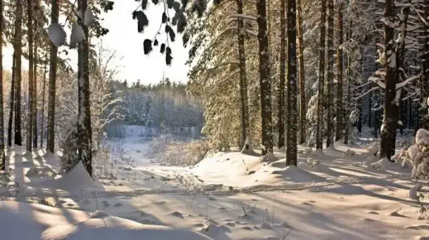 Продам участок с лесом под охоту, рыбалку или др., фотография 1