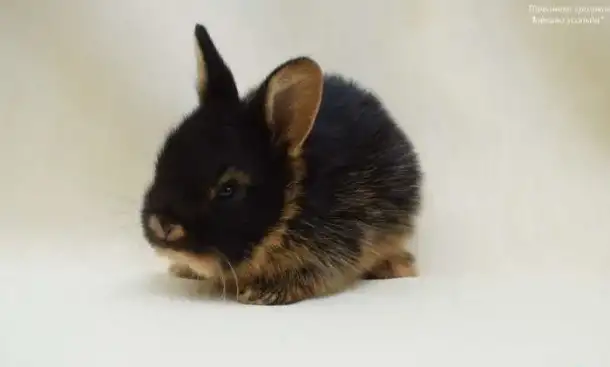 декоративные кролики редкого окраса-огнёвка (Black and Tan), фотография 2