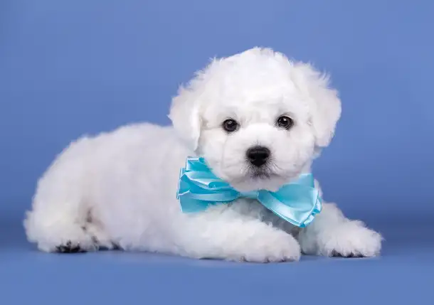 Щенок бишон Фризе мальчик SNOW WHITE LAMB, фотография 4