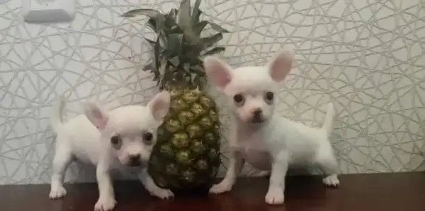 Чиходети., фотография 1