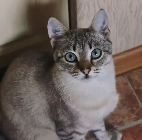 Тайский котик 9 мес., фотография 4