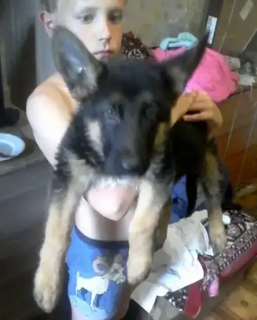 продаются щенки, фотография 3