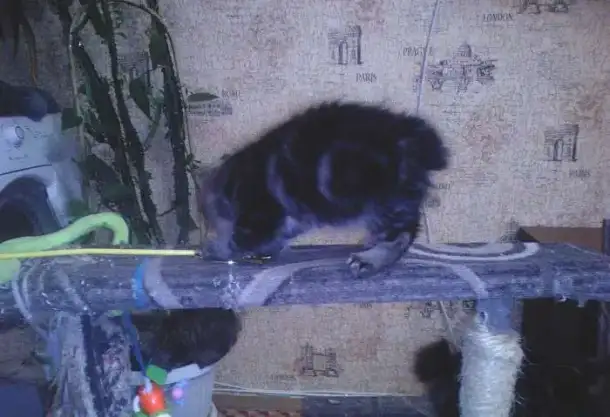 Котята Курильского бобтейла, фотография 4