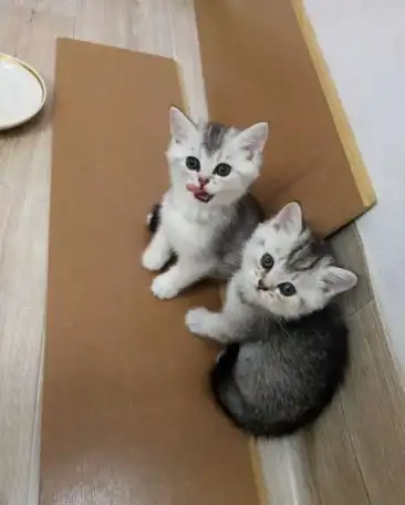 продам котят шиншилл, фотография 3