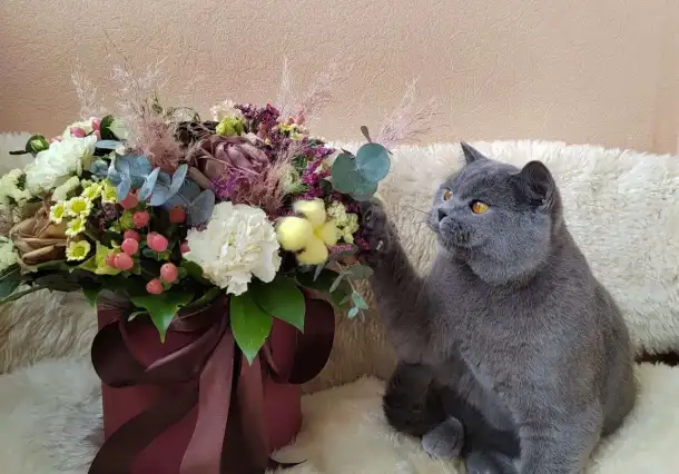 Британский кот на вязку, фотография 1