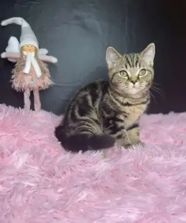 Британских котята, фотография 9