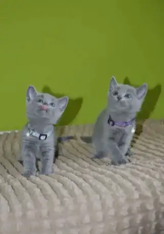 Котята, породы русская голубая от заводчика, фотография 3