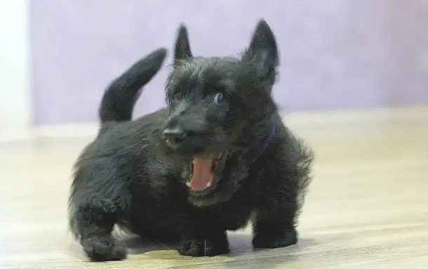 скотч терьер щенки, фотография 6
