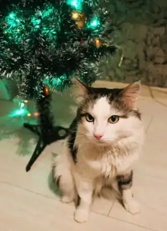 Котик ищет любящих хозяев!, фотография 1