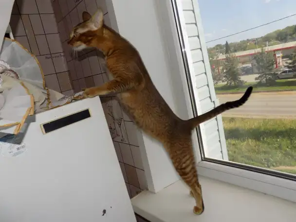 Абиссинские котята mix, фотография 9