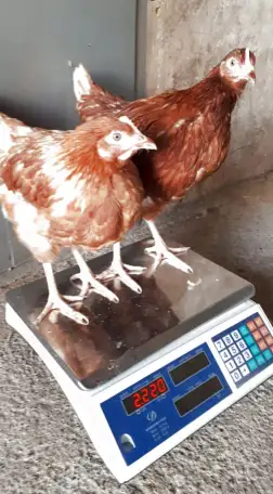 Продаж кур несушек от 5 голов, фотография 3