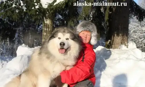 Щенки маламута, алабая шиба-ину, фотография 3