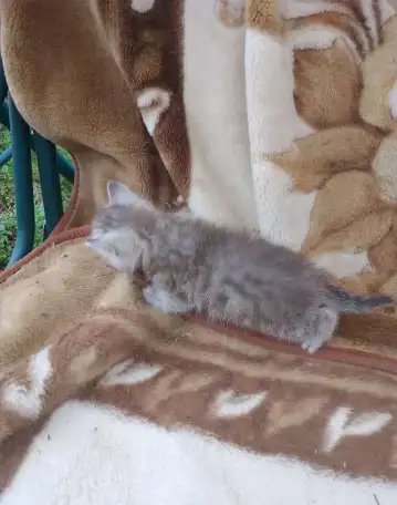 Котята, фотография 1