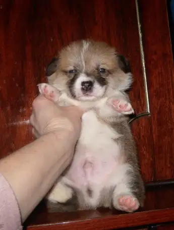 Вельш корги  Мальчики, фотография 2