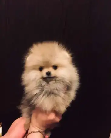 Микро мальчик и мини девочка, фотография 3