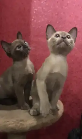 Котята Европейской бурмы, фотография 1