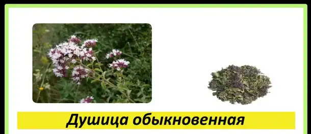 Целебные травы в каждый дом!, фотография 14