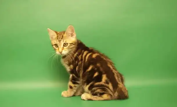 Продаю котят курильского бобтейла, фотография 1