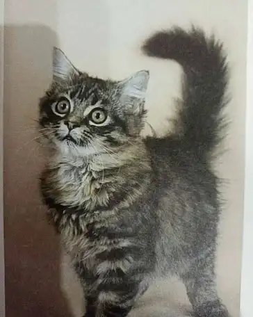 Книга Энциклопедия Кошки. Джино Пуньетти., фотография 3