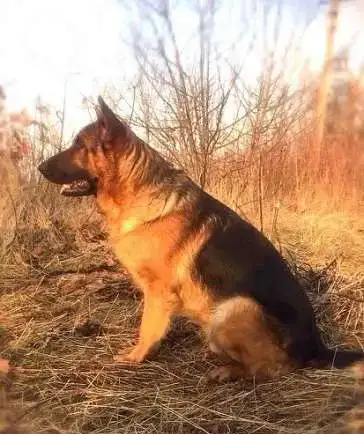 Чистокровные немцы, фотография 3