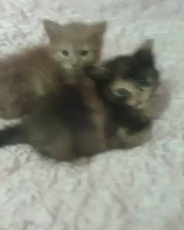 Отдам котят в добрые руки., фотография 1