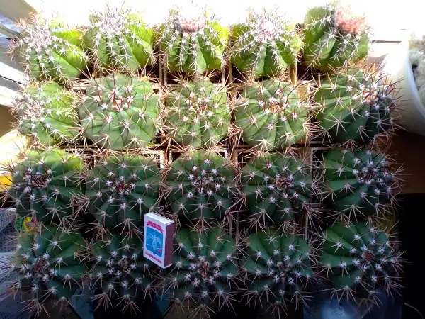 Продажа кактусов, Melocactus bahiensis f. New Zealand от Horst Kuenzler, фотография 3
