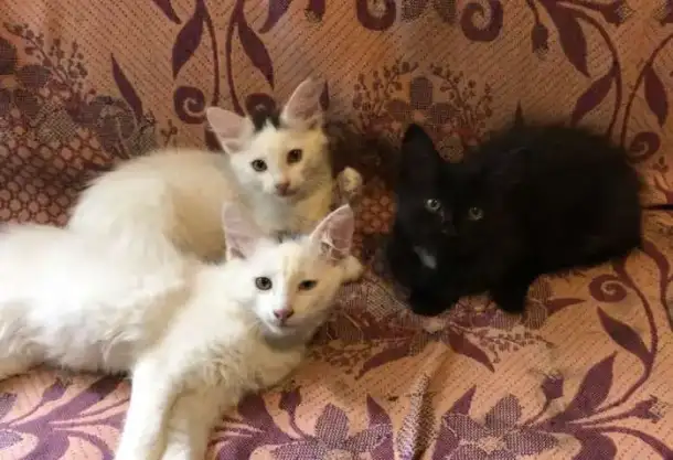 Отдам котят в добрые руки, фотография 1