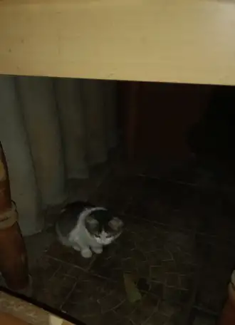 Отдам в добрые руки котят. Котята уличные, фотография 1