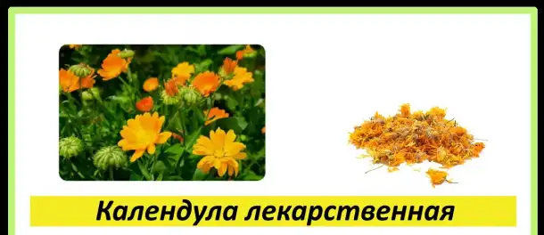 Целебные травы в каждый дом!, фотография 17