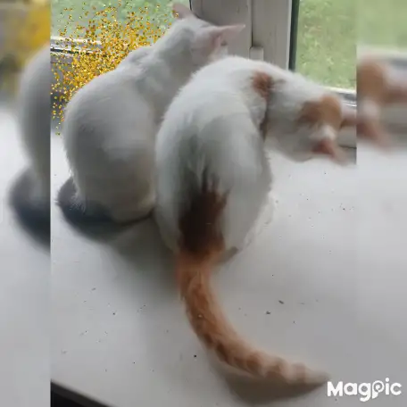 Котики от кошки крысоловки домашней, фотография 3