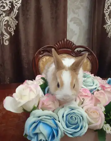 Кролики , фотография 1