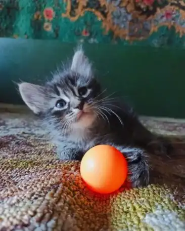 Котята в добрые руки, фотография 1