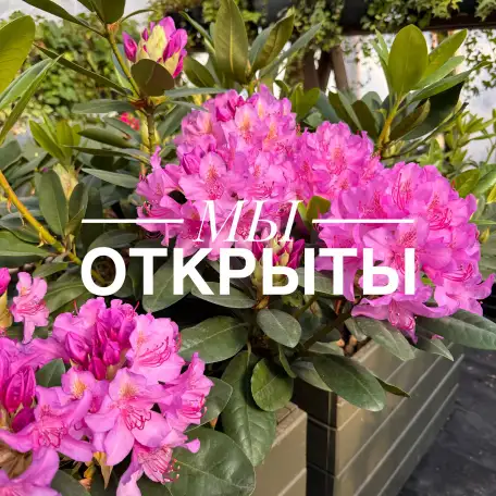 Питомник растений Арника: рассада, саженцы, озеленение, ландшафтный дизайн., фотография 1
